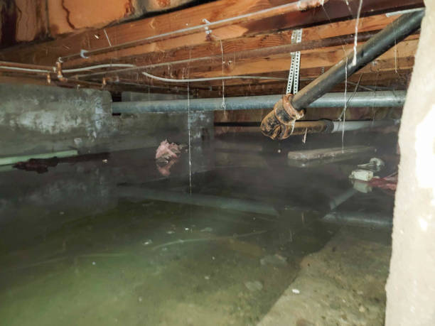 Best Local water damage restoration  in Hilltop, MN